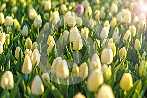 Field of yellow tulips at sunset Floral background Tulip spring flowers concept Hello spring