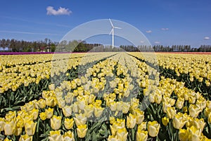 Field of yellow tulips and a wind turbine