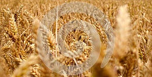 Field of yellow wheat, summer, harvest for the world food programm