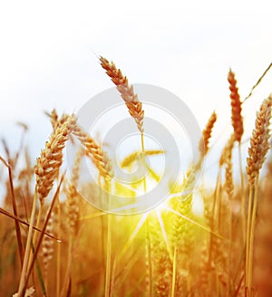 Field of yellow wheat and sun