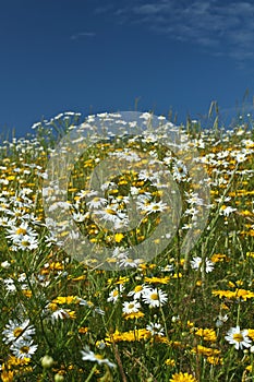 Field with yellow and white daisy flowers