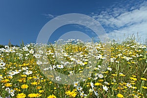 Field with yellow and white daisy flowers