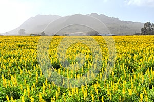 Field of yellow wild flowers