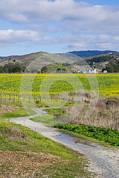 A field of yellow wildflowers; farm house and mountains in the background, Half Moon Bay, California