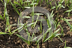 Field with young barley