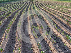 Field of young beet