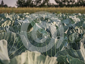 Field of young cabbage