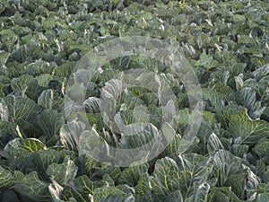Field of young cabbage