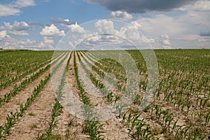 A field of young corn against the sky full of clouds