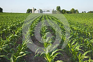 Field of young corn with farm in background