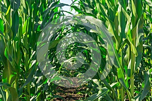 Field of young corn in the period of throwing volost. even rows. Healthy plants