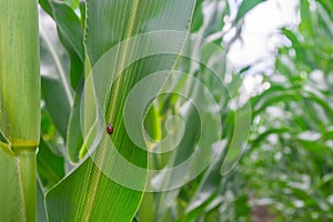 Field of young corn in the period of throwing volost. even rows. Healthy plants