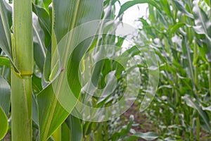 Field of young corn in the period of throwing volost. even rows. Healthy plants