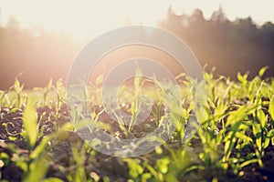 Field of young corn plants backlit by the sun