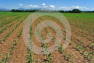Field of young corn plants in the spring