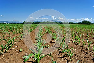 Field of young corn plants in the spring