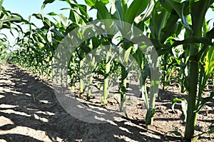 Young corn using herbicides is protected from weeds photo