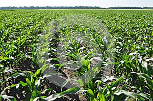 Young corn using herbicides is protected from weeds photo