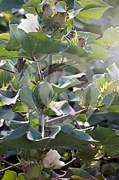 Field of Young Cotton Plants