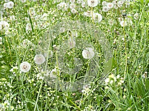 Field of young grass with lots of dandelions with seed. Meadow with dandelions in spring. Nature concept