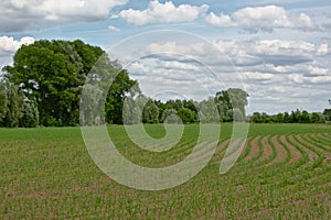 Field of young green corn plants in curved rows with trees behind