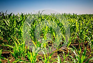 Young green corn field