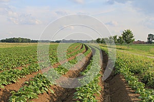 A field with young green potato plants in holland in springtime