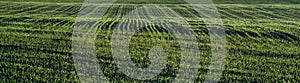 Field with young green shoots and morning dew in sunlight