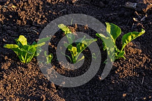 field of young green sugar beet