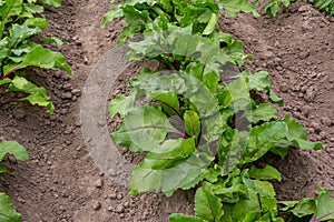 field of young green sugar beet