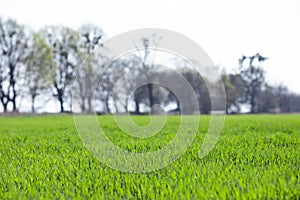 The field of young green wheat. Background green grass