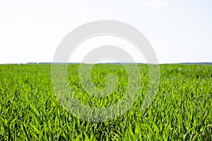 The field of young green wheat. Background green grass