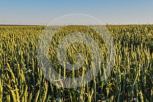 The field from young and green wheat, green wheat, the wheat field at sunset, sprouted wheat