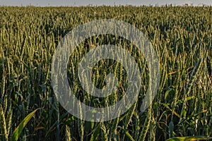 The field from young and green wheat, green wheat, the wheat field at sunset, sprouted wheat