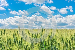 The field of young green wheat with selective focuse on some spikes, a landscape with the blue sky with clouds