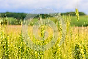 The field of young green wheat with selective focuse on some wheat spikes closeup, a beautiful colorful landscape with