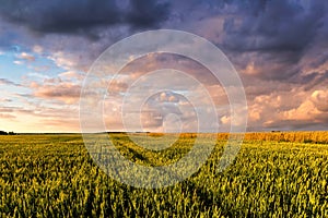 Field with young green wheat in the summer sunny day with a cloudy sky background. Overcast weather