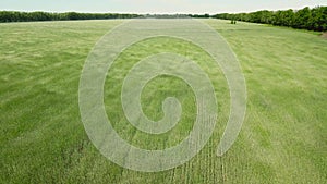 A field of young green wheat sways in the wind. Video from a drone with a flight forward. 4k. Peace and tranquility.