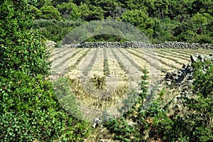 Field of Lavender - Croatia photo