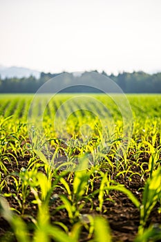 Field of young maize plants photo