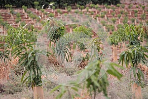 Field of Young Mango Trees