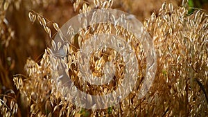 Field of young oats in the evening at sunset