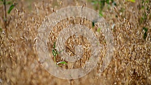 Field of young oats in the evening at sunset