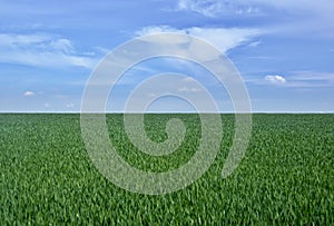 Field of young sprouts of wheat