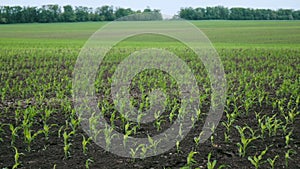 A Field of Young Sweet Corn 5