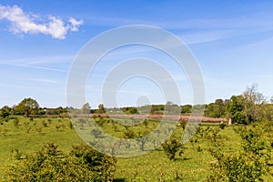 Field of young tree seedlings and blue clear sky