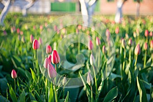 Field with young tulips on a green background