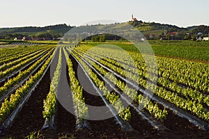 Agricultural Landscape, Slovenia photo