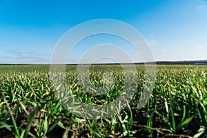 Field of young wheat, barley, rye. Agricultural wheat plantation on sunny day. Fertile agricultural land. Natural background