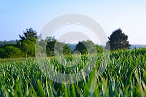 Field of young wheat growing in Cornwall